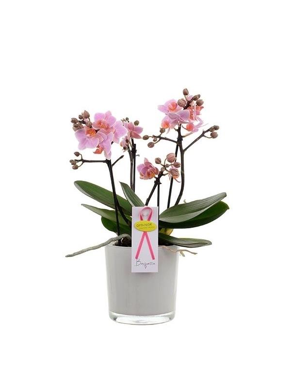 Phalaenopsis multiflora boquetto romantico mrommel