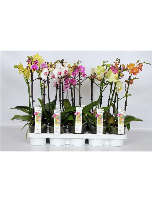 Phalaenopsis multi.   mix  5