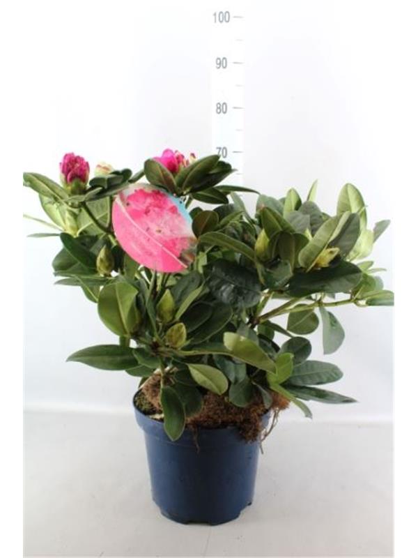 Ranunculus 'Sprinkles Dwarf Pink'