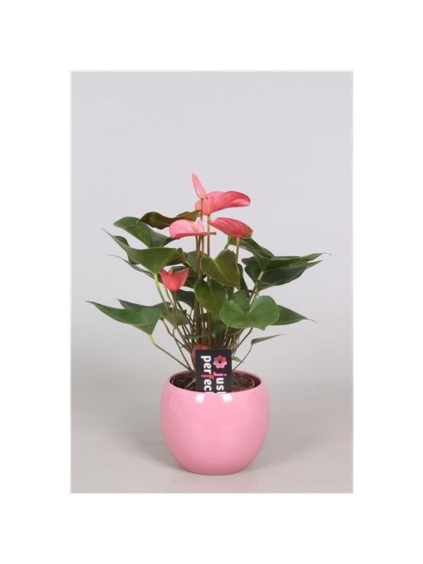 Anthurium andr. pink fp026-51004