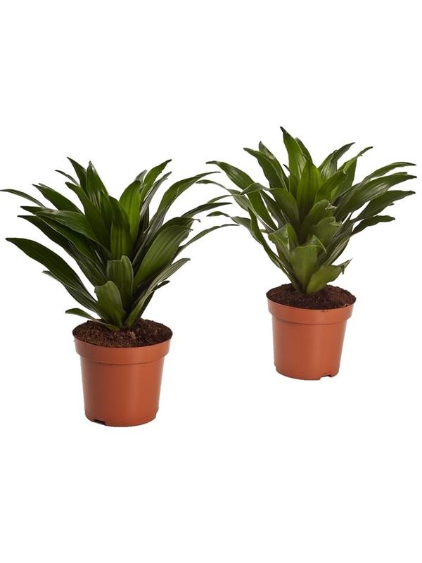 Dracaena fragr. compacta top cuttings