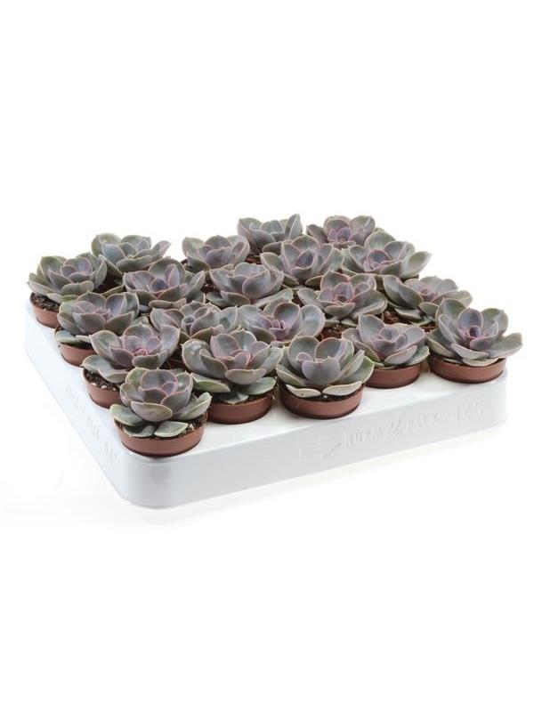 Echeveria perle von nurnberg 550