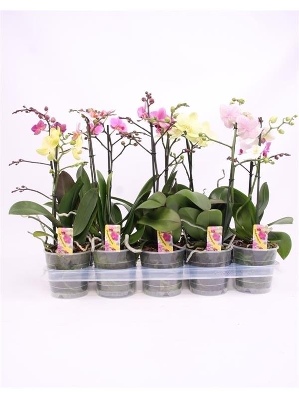 Phalaenopsis multi.   mix  5
