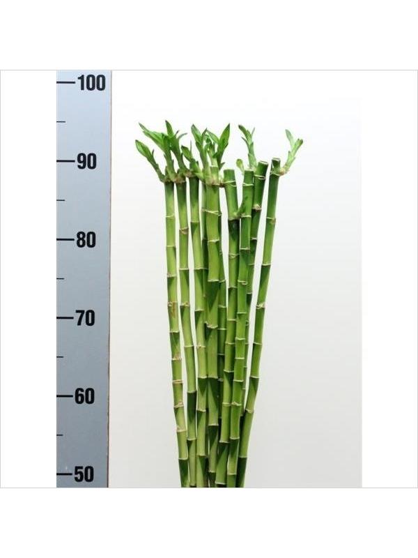 Dracaena lucky bamboo straight 90 cm