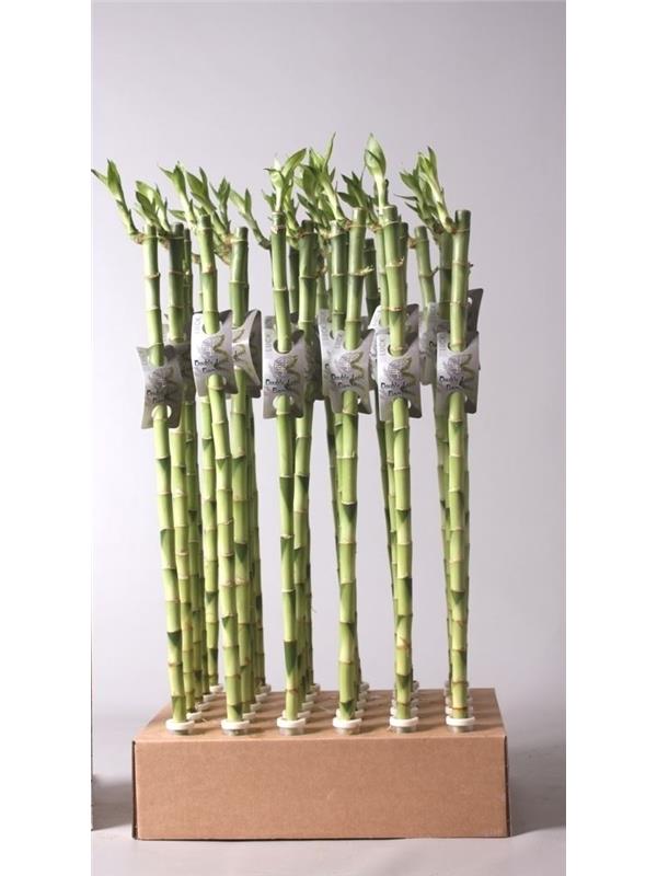 Dracaena lucky bamboo straight 60 cm