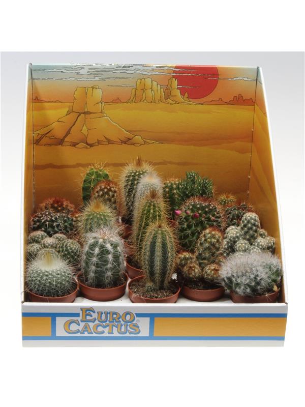 Cactus   mix