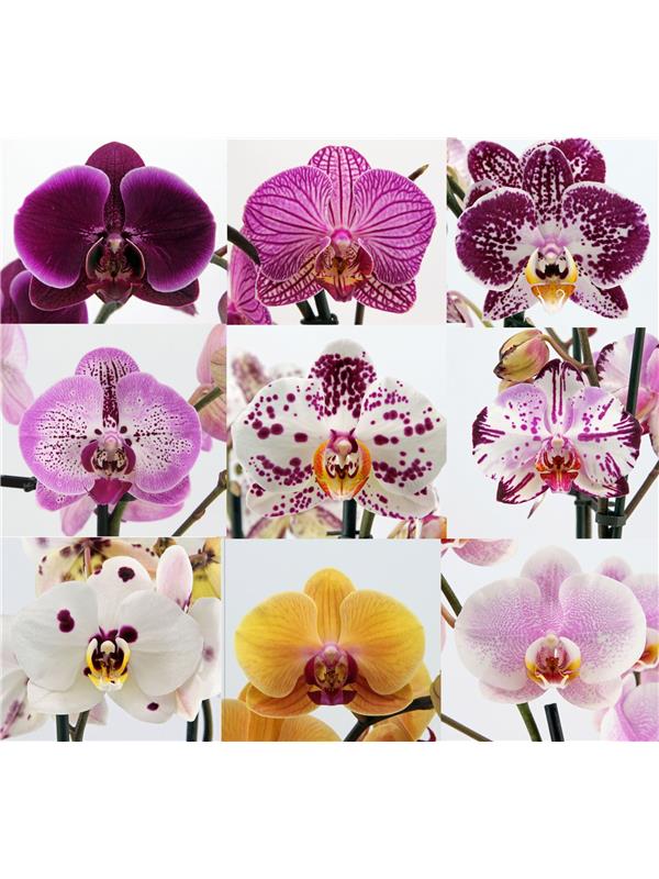 Phalaenopsis mixed special