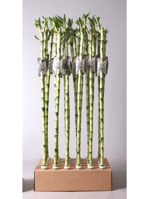Dracaena lucky bamboo straight 80 cm