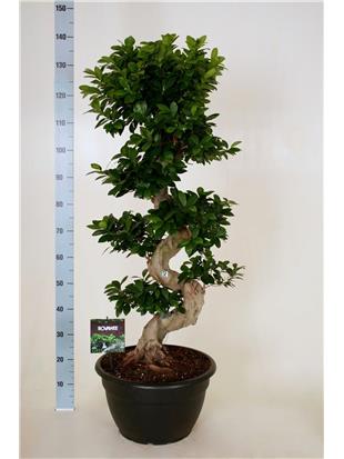 Fikus (Ficus microcarpa)
