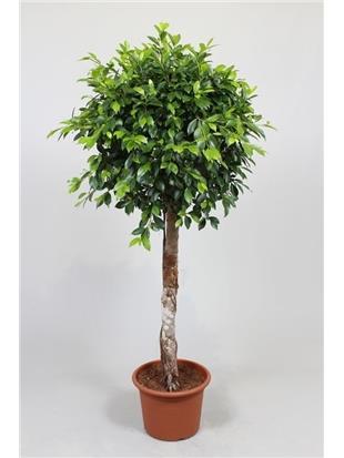 FIKUS (Ficus nitida)