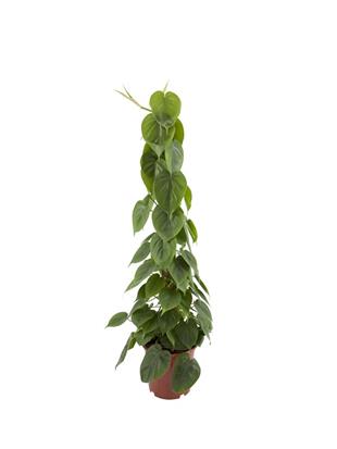 PHILODENDRON SCANDENS 100 CM