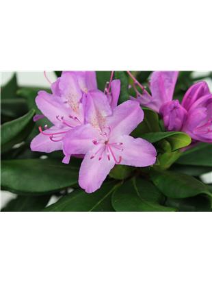 RODODENDRON ROZA (RHODODENDRON ROSE)