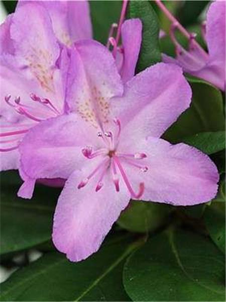 RODODENDRON ROZA (RHODODENDRON ROSE)