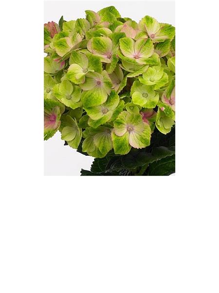 HORTENZIJA - Hydrangea mag amethyst green