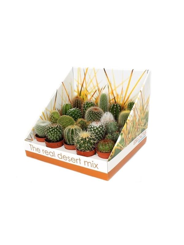 Cactus mixed rd01