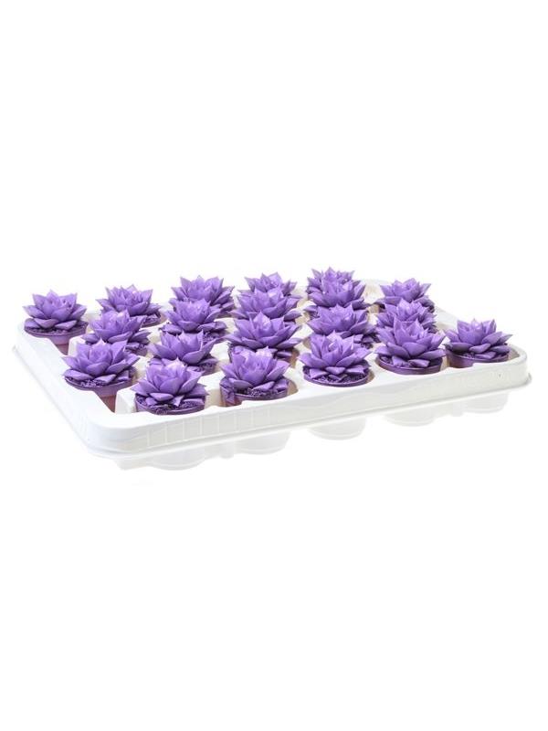 Echeveria purper lilac 9262