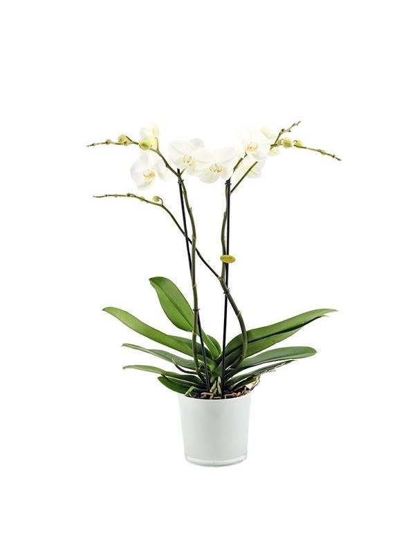 Phalaenopsis white giant ggia2t8s