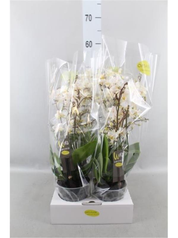 Phalaenopsis multi.   ...white