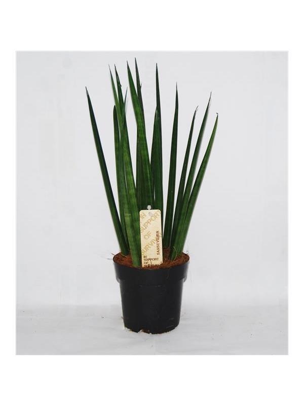 Sansevieria cylindrica bacularis m