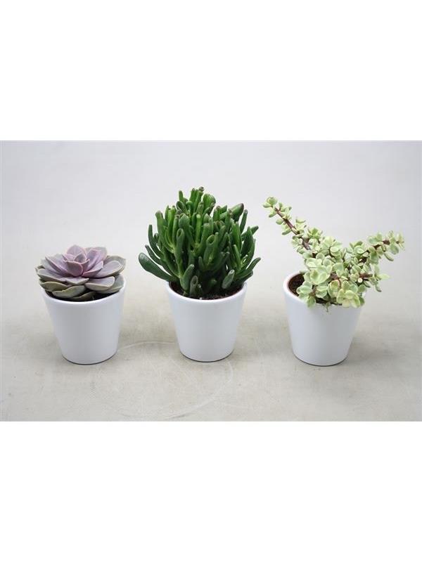 Succulenten mixed 03030000