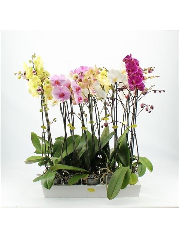 Phalaenopsis mixed