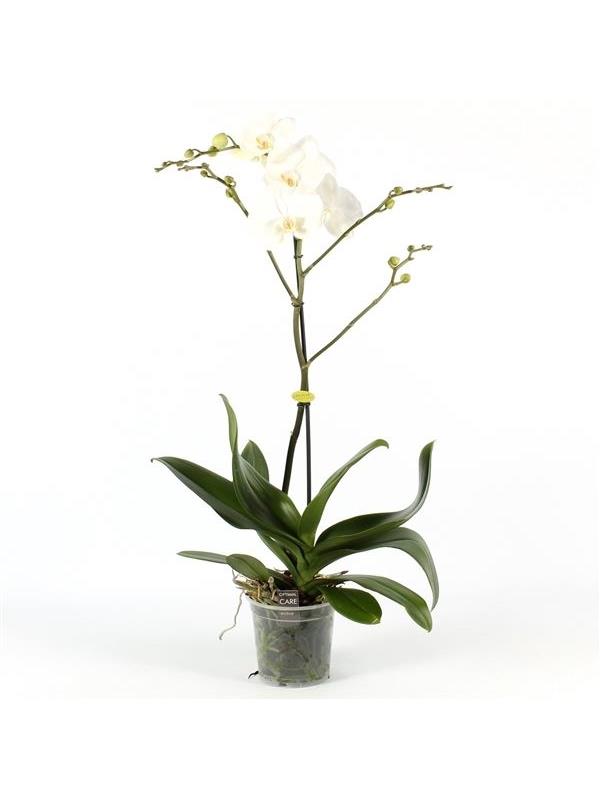 Phalaenopsis white