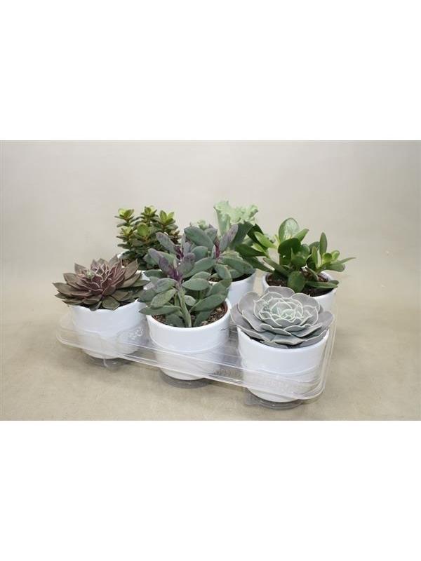 Succulenten mixed 03040000