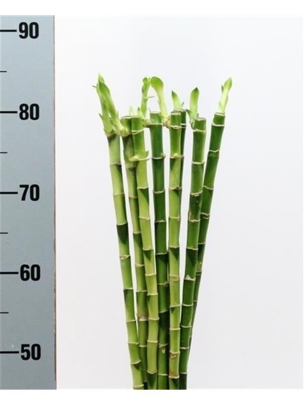 Dracaena lucky bamboo straight 80 cm