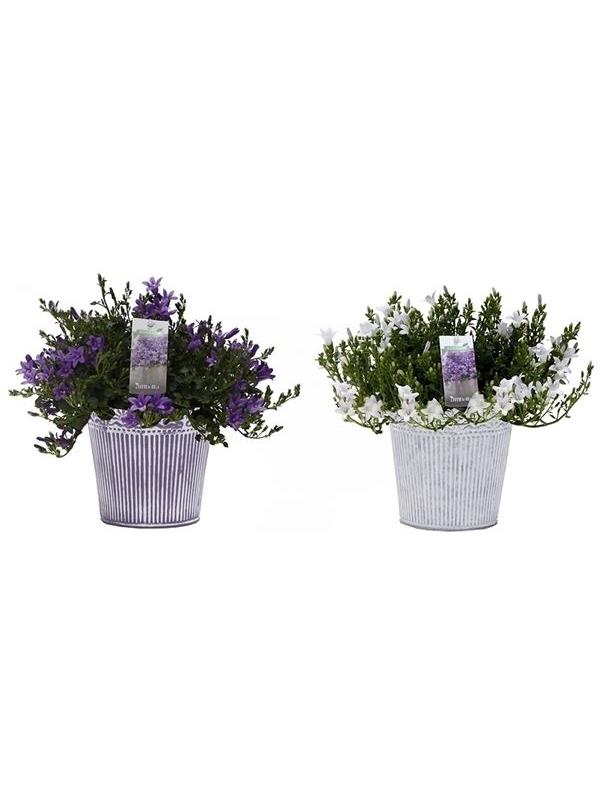 Campanula port. mixed 2220mix