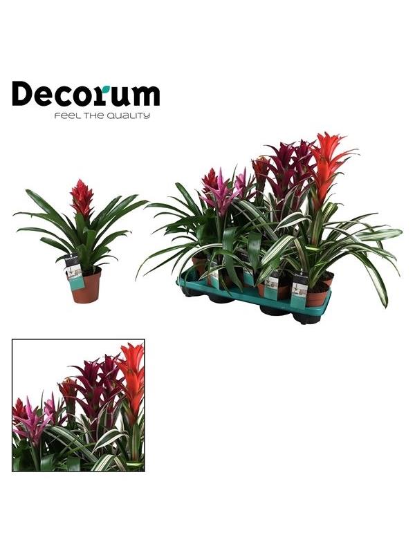 Guzmania mixed maxima special