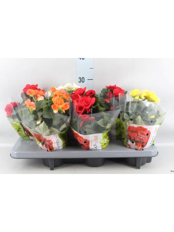 Begonia elat. DU   mix