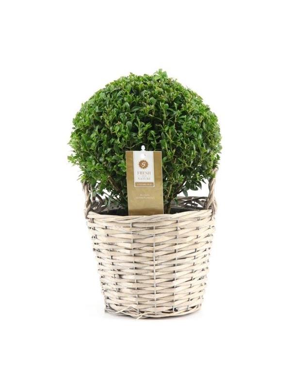 Buxus sempervirens