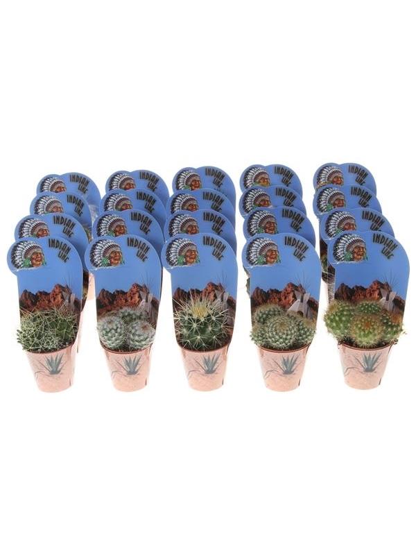 Cactus mixed indian line potcover 3065