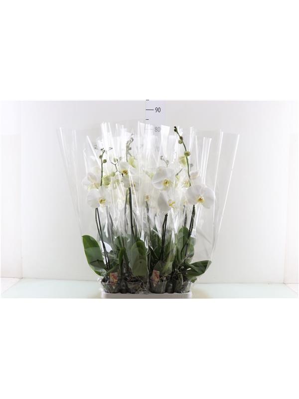 Phalaenopsis white