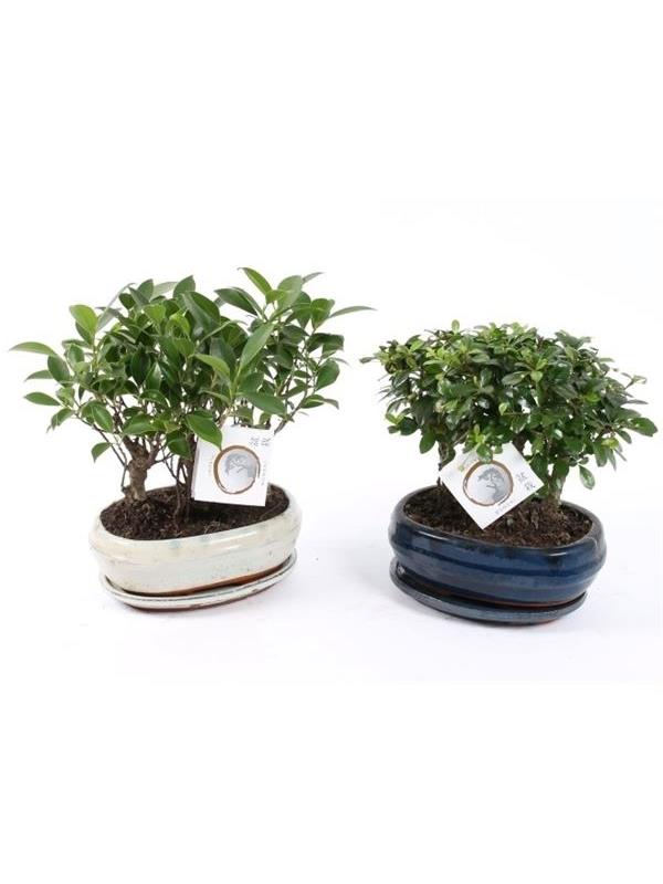 Bonsai forest mixed