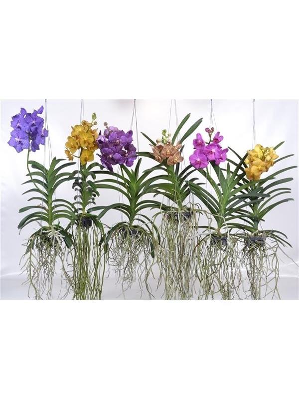 Vanda mixed spikkel