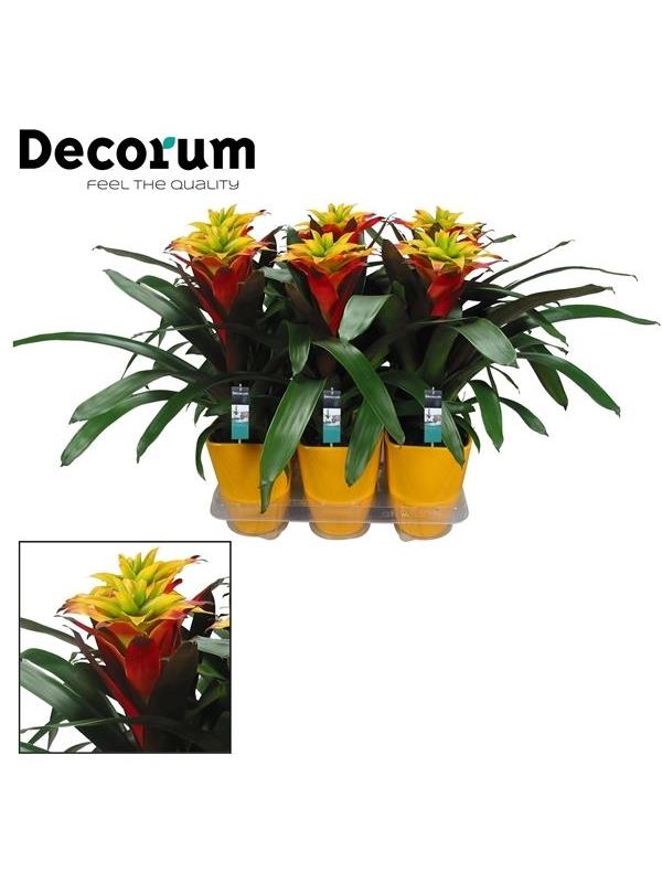 Guzmania soledo yellow