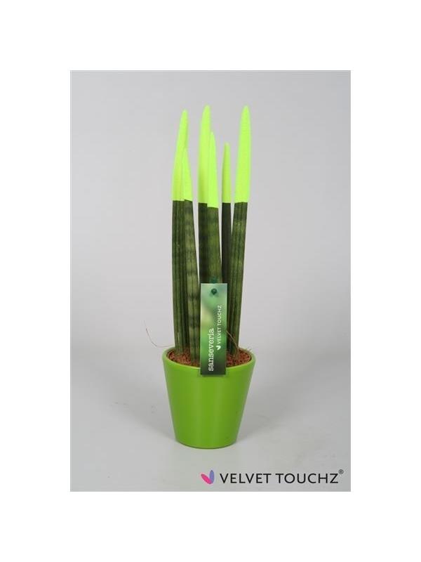 Sansevieria cylindrica spaghetti velvet svt11mk04