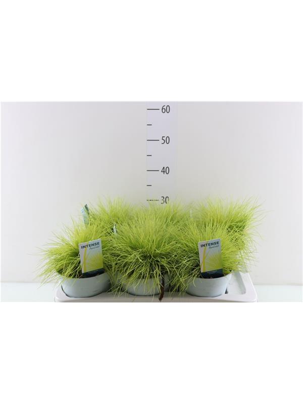 Festuca golden toupee